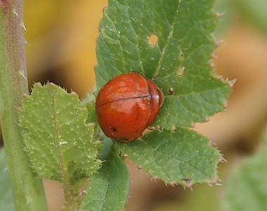 [A brownish red beetle on a leaf has what appears to be two black dots on the upper part of its wing which is kind of hidden from view. .]